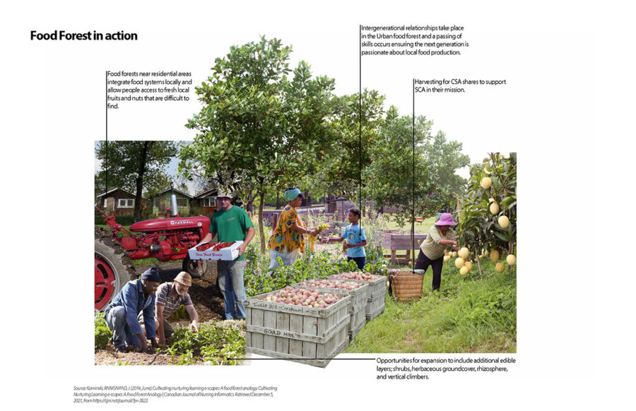 Collage view of food/forest in action in project “Growing New Industries"