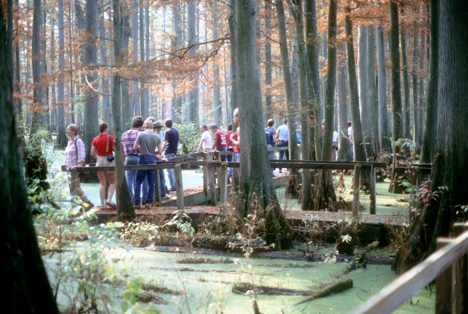 Photos of students on LA 250 field trip to the Cache River State Natural Area