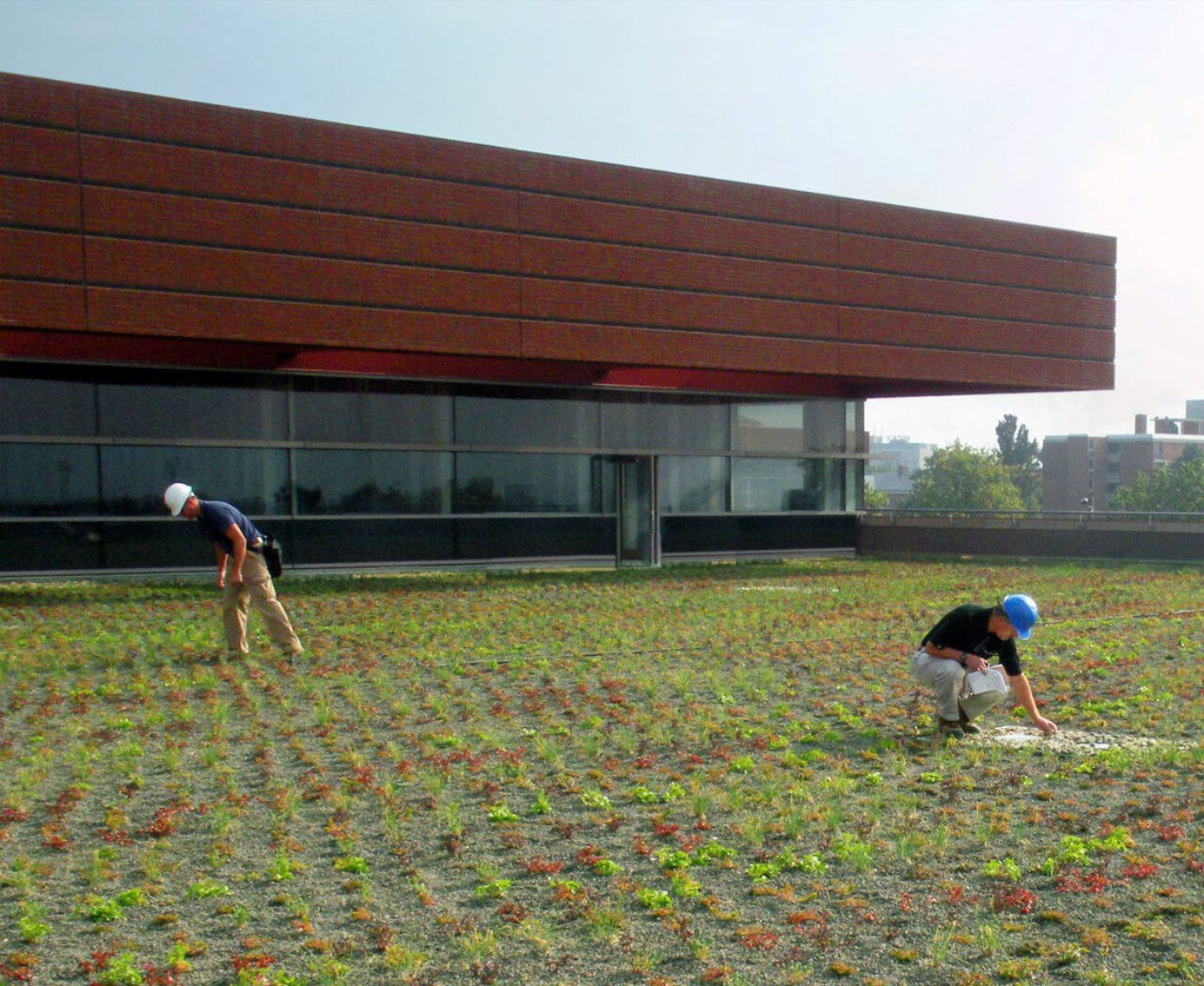 Photo of green roof at Millennium Science Complex at Penn State University