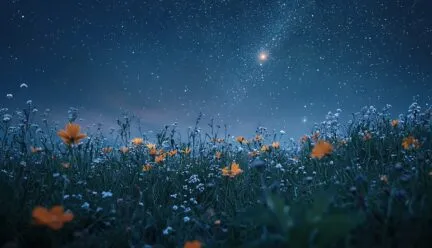 Lyric Theatre Under the Stars