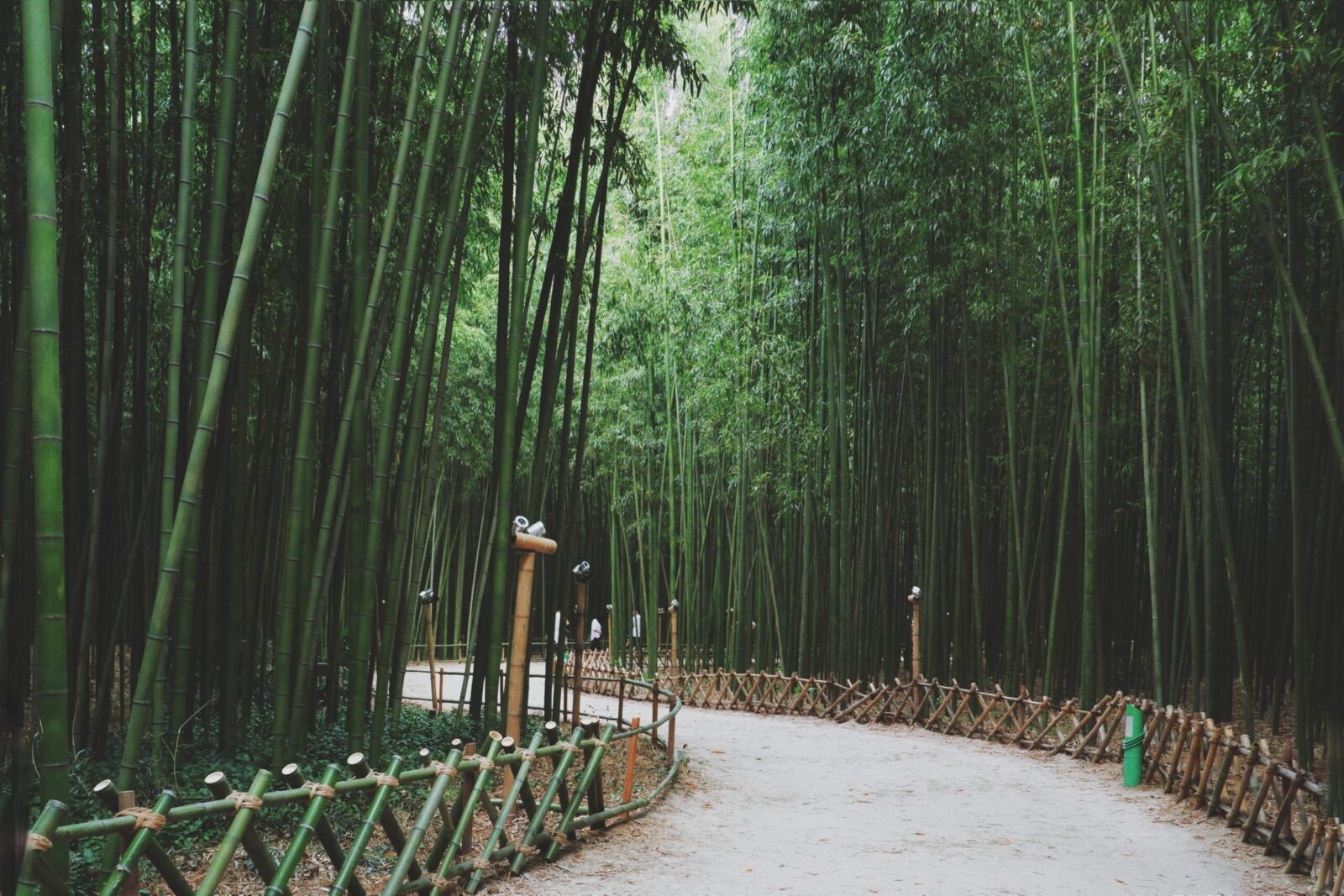 tall, thin green trees