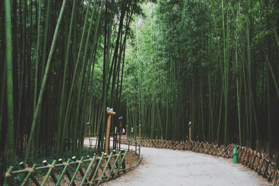 tall, thin green trees
