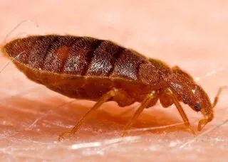 Photo of bedbug up close