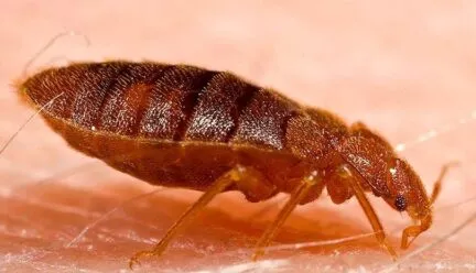 Photo of bedbug up close