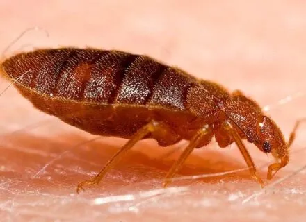 up close view of bed bug