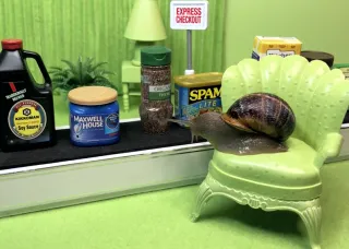 Snail on a chair looking at groceries