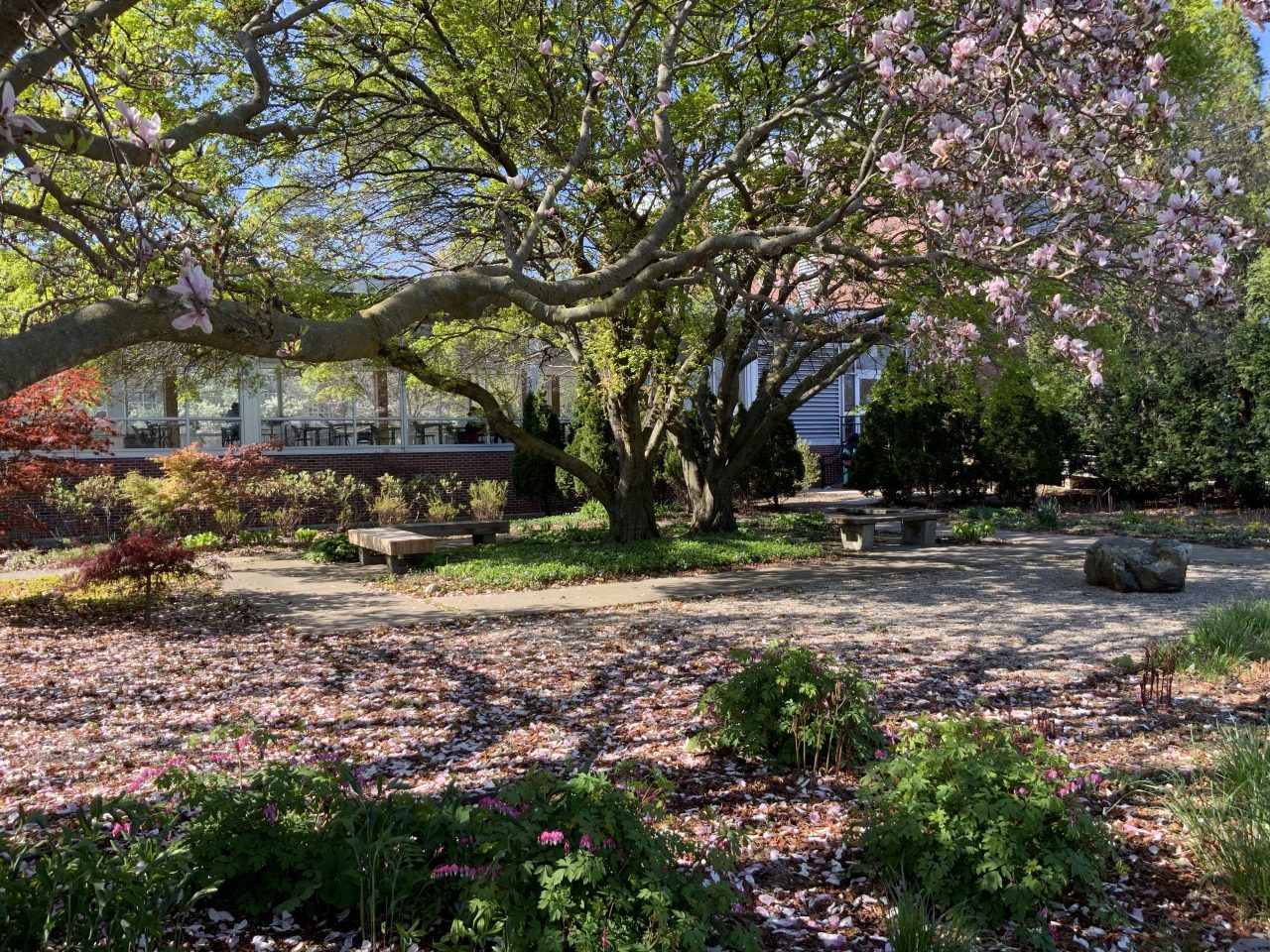 Photo of spring blooms in the south garden with A&amp;D building in the background