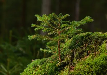 Conifer forest seedling