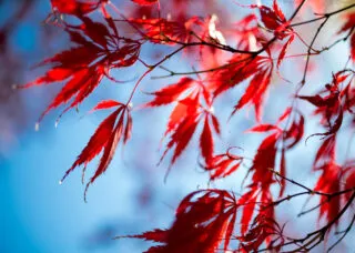 red leaves on tree branches