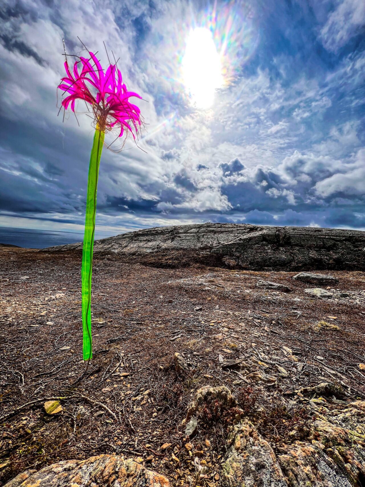 art installation of large lily in a barren-looking field