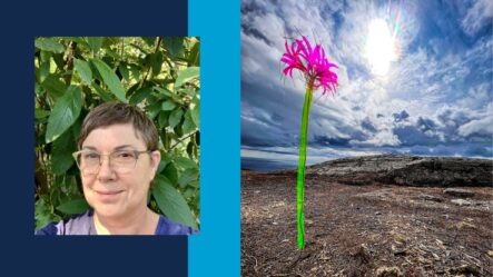 art installation of large lily in a barren-looking field