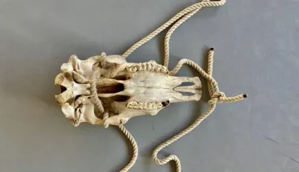 An animal skeleton head 