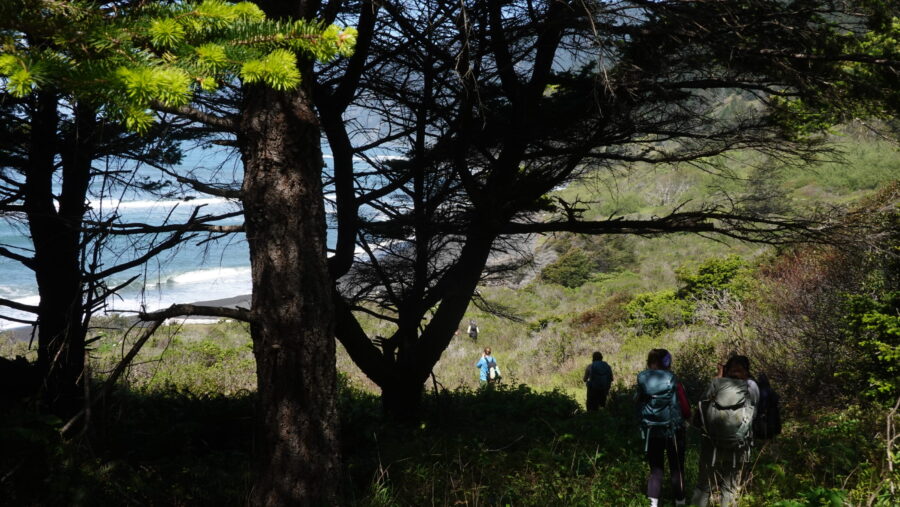 students in forest approaching beach